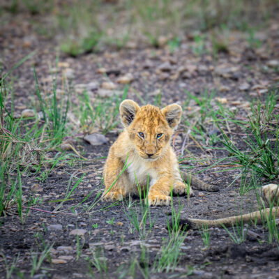 A young tawny lion cub sits on sparse, rocky ground dotted with green grass shoots, looking directly at the camera in bright daylight.