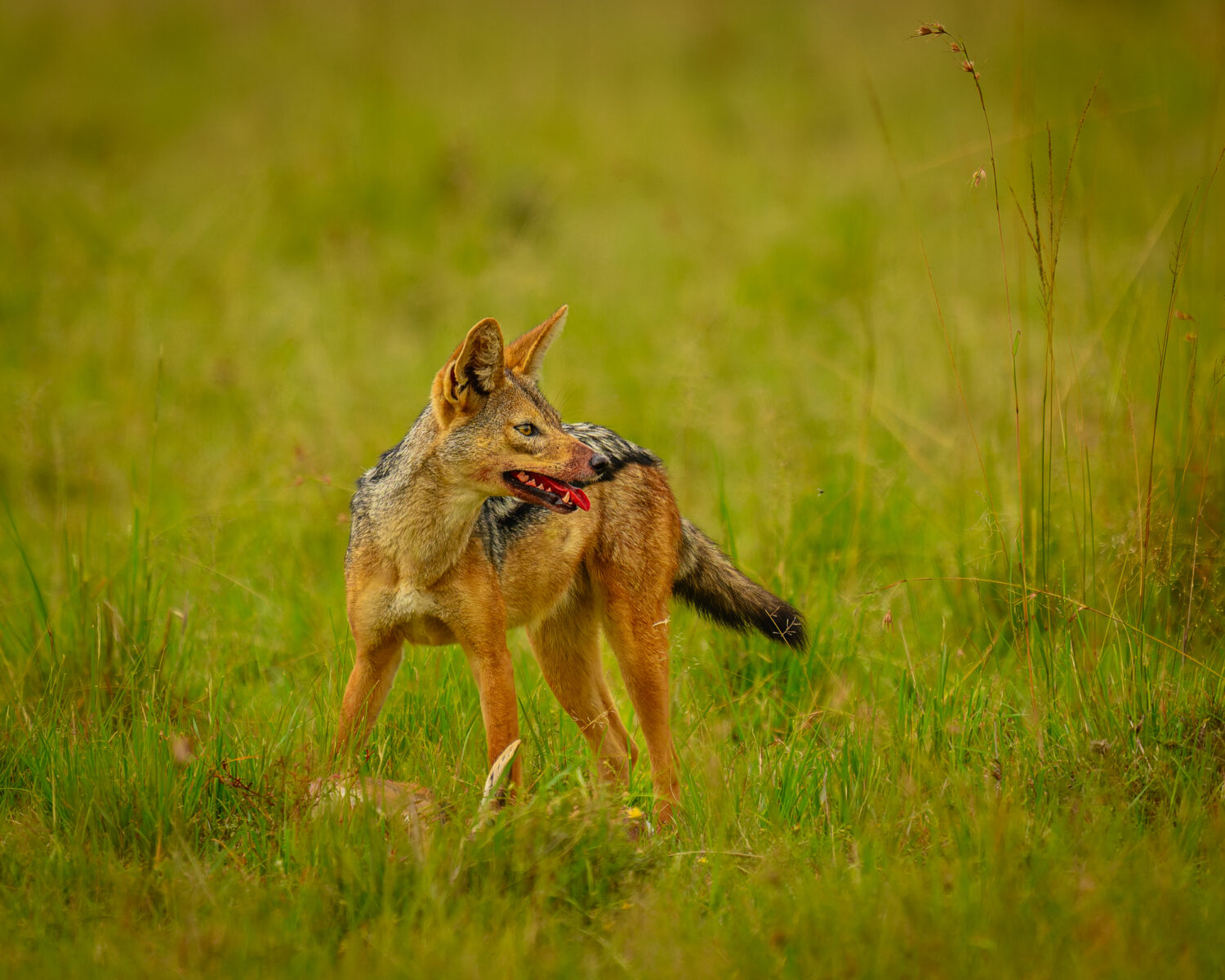 Black-backed Jackal Feeding in Grassland