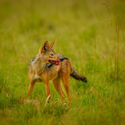 A tan and black jackal with pointed ears stands in green grassland, holding a small piece of prey in its mouth.