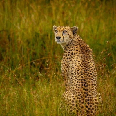An adult cheetah stands upright in tall savanna grass, head turned to look over its shoulder, surrounded by green and brown grassland vegetation.
