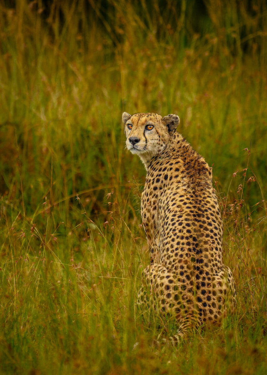 An adult cheetah stands upright in tall savanna grass, head turned to look over its shoulder, surrounded by green and brown grassland vegetation.