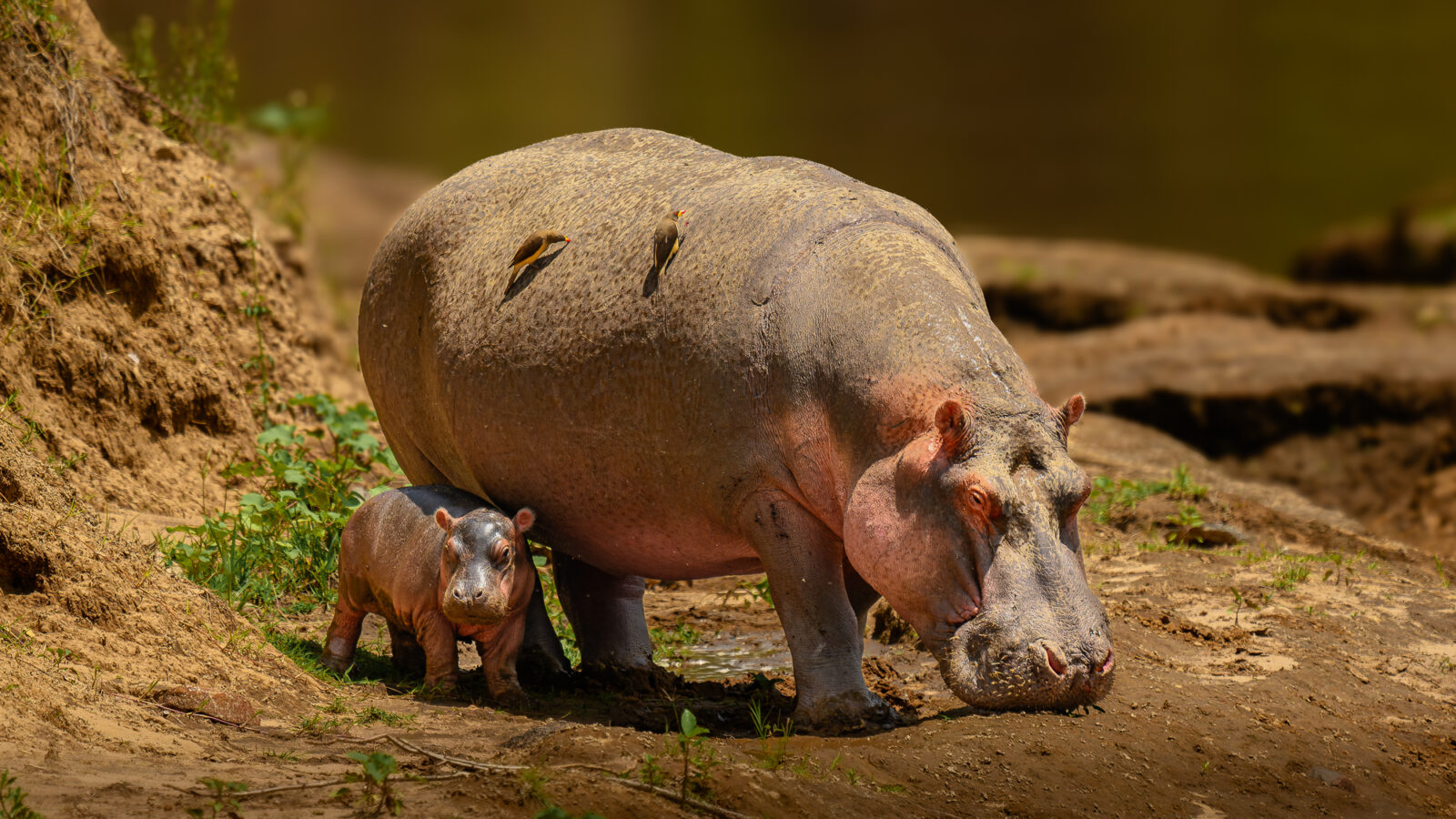 A large adult hippopotamus stands protectively beside a much smaller newborn hippo calf on a muddy riverbank with sparse vegetation and water in the background.