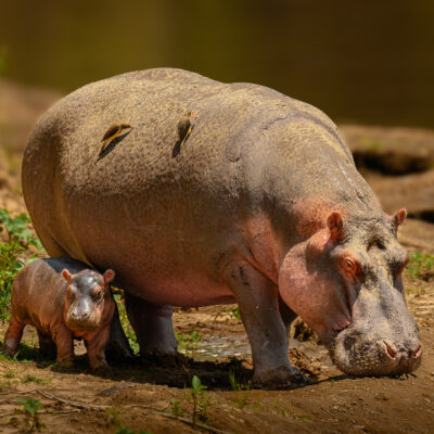 A large adult hippopotamus stands protectively beside a much smaller newborn hippo calf on a muddy riverbank with sparse vegetation and water in the background.
