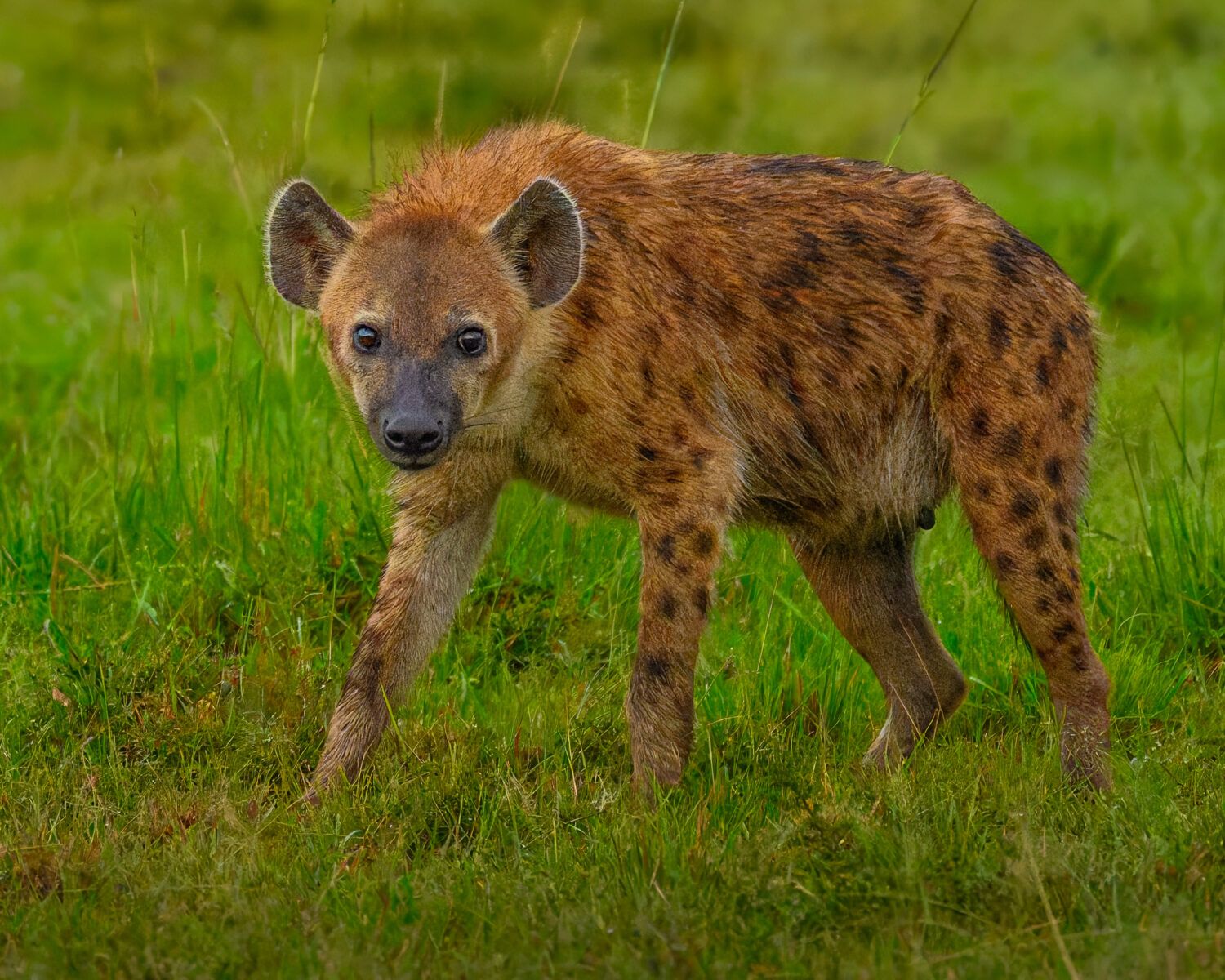 An adult spotted hyena with brown and darker spotted fur stands in green grassland, facing toward the camera.