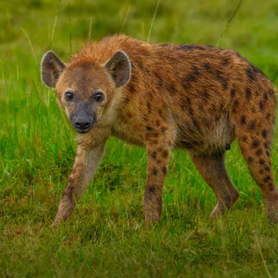 An adult spotted hyena with brown and darker spotted fur stands in green grassland, facing toward the camera.