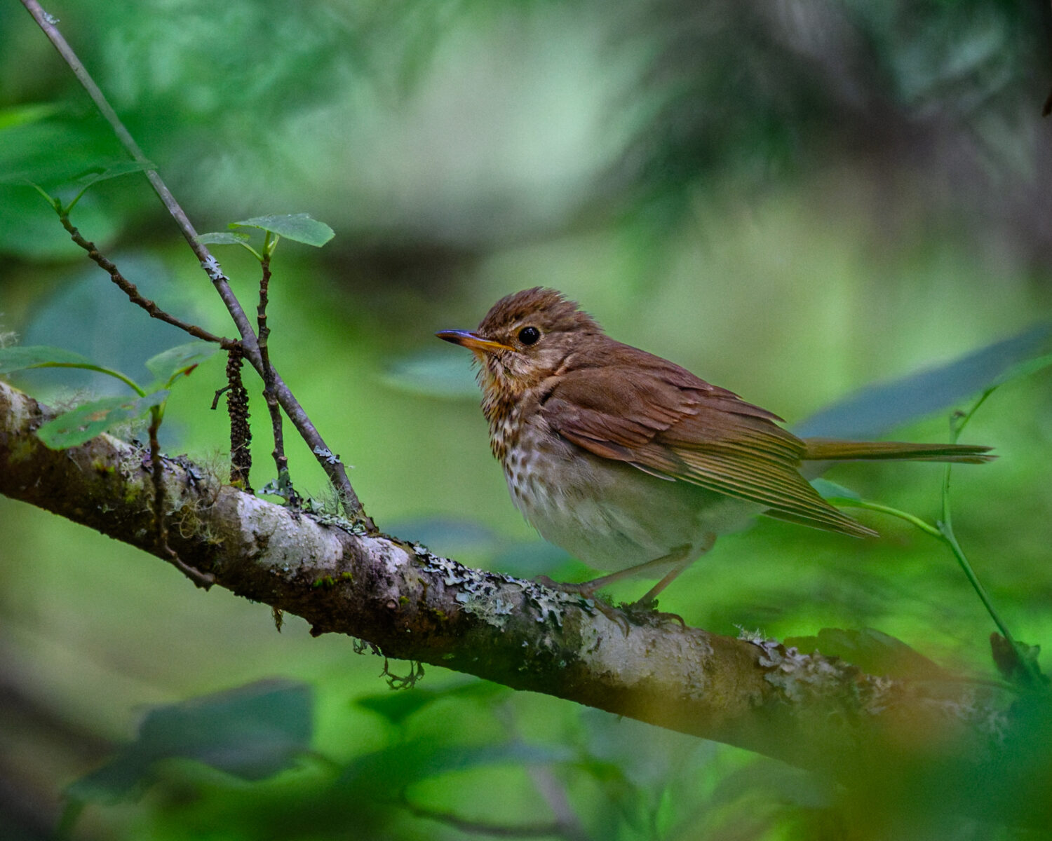 A small brown and white thrush perches on a moss-covered branch surrounded by green foliage.