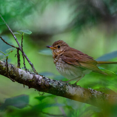 A small brown and white thrush perches on a moss-covered branch surrounded by green foliage.