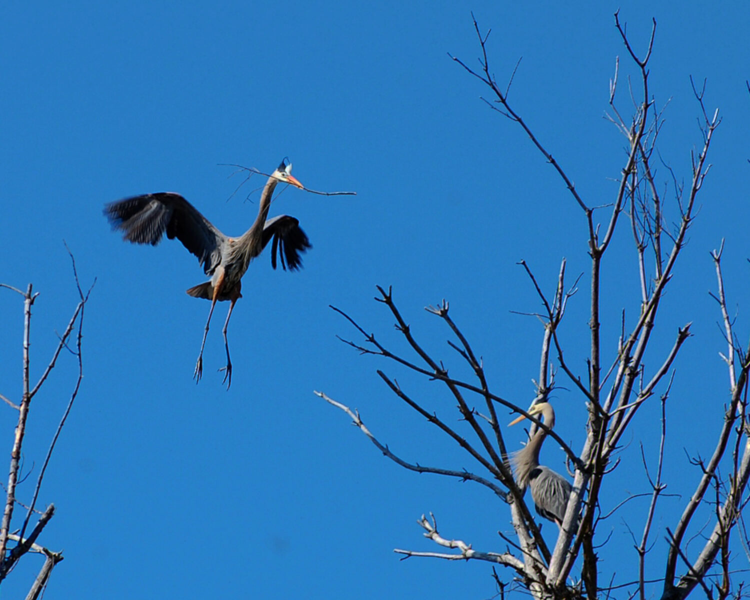 A Great Blue Heron in flight carries a thin branch in its bill, with its legs extended beneath it and wings spread wide, approaching a second heron perched on bare branches against a clear blue sky.