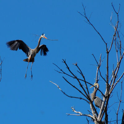 A Great Blue Heron in flight carries a thin branch in its bill, with its legs extended beneath it and wings spread wide, approaching a second heron perched on bare branches against a clear blue sky.