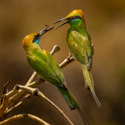 Two colorful green and yellow bee-eaters perch on a bare branch, with one holding an insect in its beak and offering it to the other bird in a courtship display.