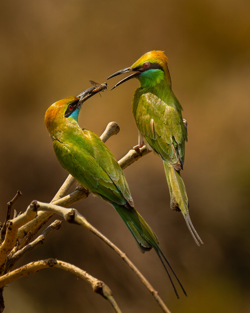 Two colorful green and yellow bee-eaters perch on a bare branch, with one holding an insect in its beak and offering it to the other bird in a courtship display.