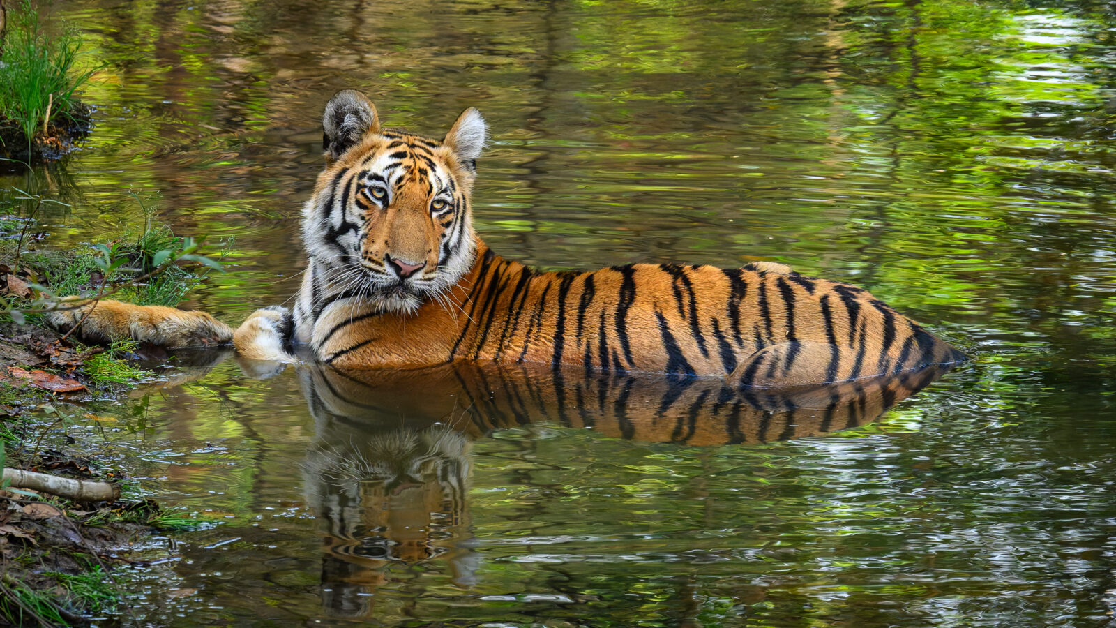 Tiger Resting in Forest Stream