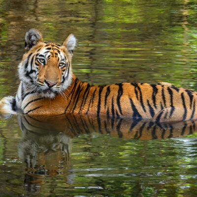 A tiger lies resting in shallow water, facing the camera with alert eyes, surrounded by green vegetation and reflected in the still water of a forest stream.