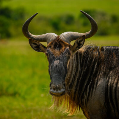 Blue Wildebeest Portrait in Masai Mara