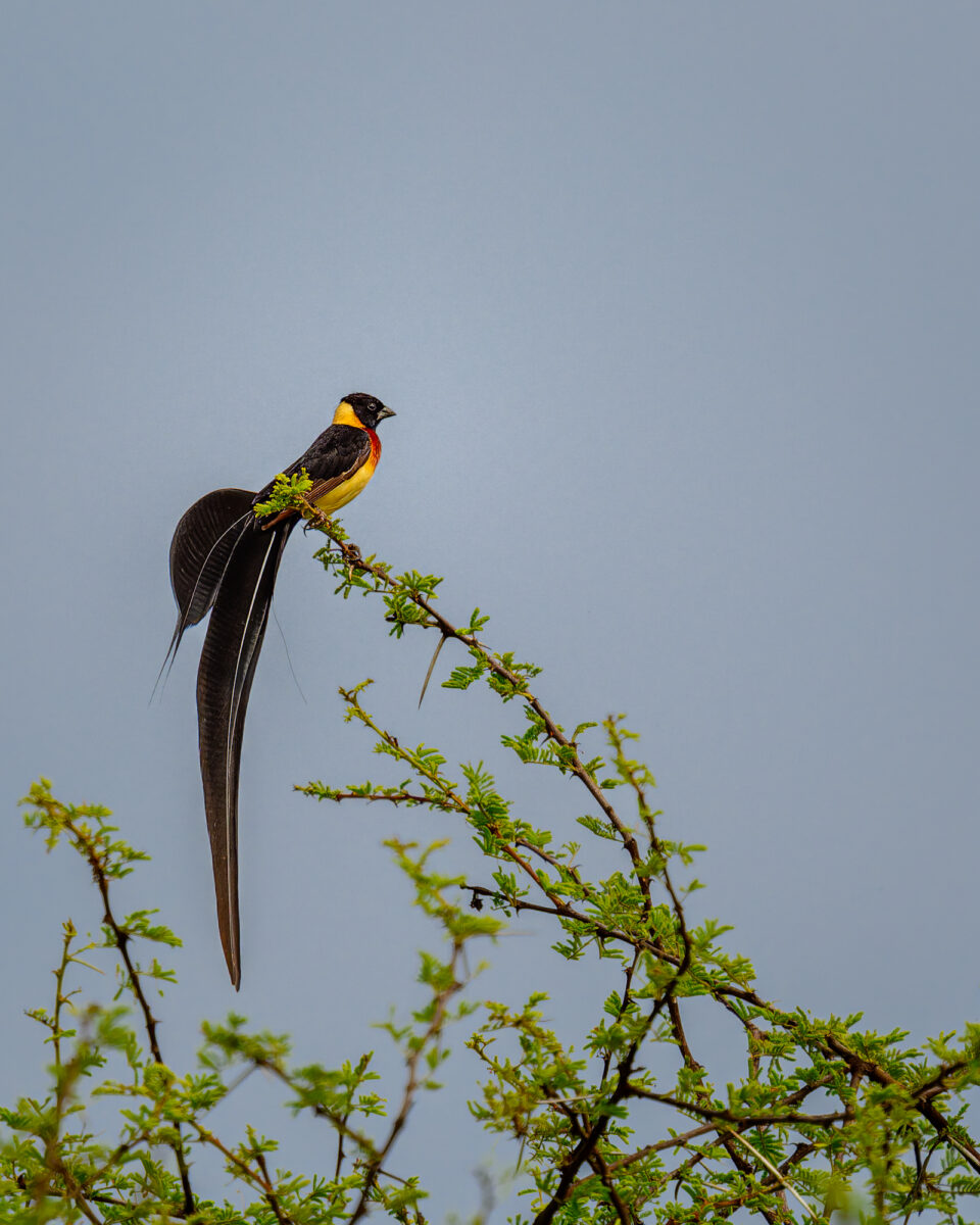 A male bird with black and yellow plumage and long tail feathers perches on a thin leafy branch against a clear blue sky.