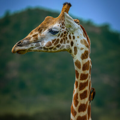 A giraffe with brown and white patterned coat stands in profile, stretching its neck upward to feed on vegetation against a blurred green backdrop.