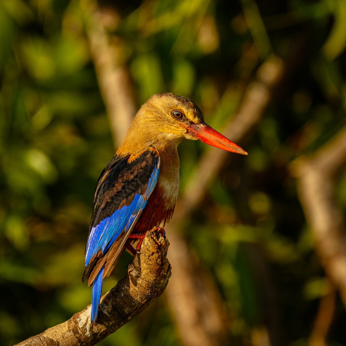 A gray-headed kingfisher with blue and chestnut wings and a long red-orange bill perches on a branch, facing left with alert posture.