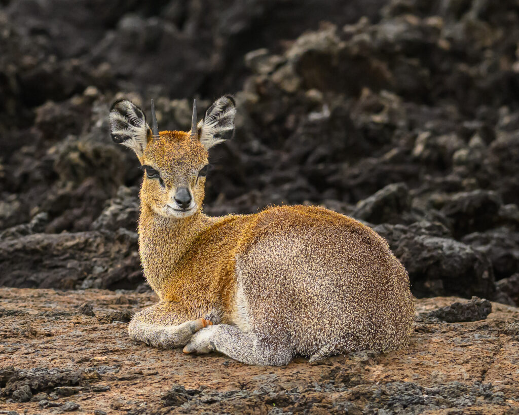 A small antelope with tan and gray fur rests on rocky ground surrounded by dark lava rocks, looking toward the camera.