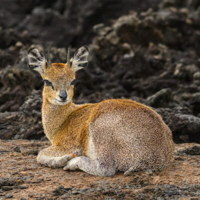 A small antelope with tan and gray fur rests on rocky ground surrounded by dark lava rocks, looking toward the camera.