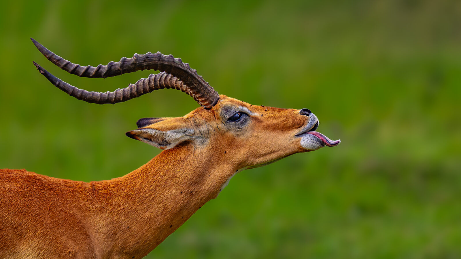 A male impala with long curved horns extends its tongue in a courtship display against a green blurred background.
