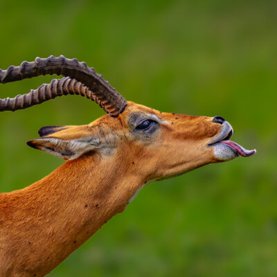 A male impala with long curved horns extends its tongue in a courtship display against a green blurred background.