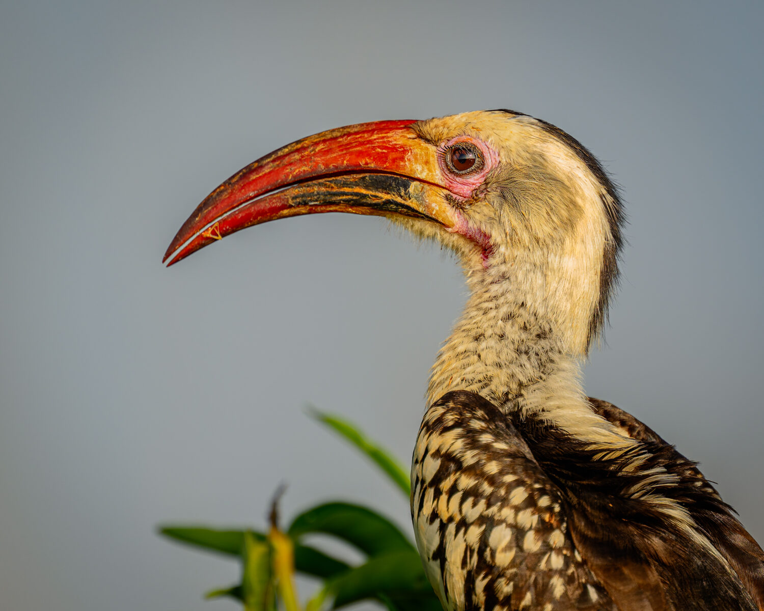 A Northern Red-billed Hornbill perched in profile, showing its characteristic long curved red bill, pale cream and black plumage, and dark eye-ring against a soft blue-grey background with blurred green foliage below.