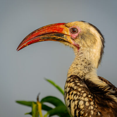 A Northern Red-billed Hornbill perched in profile, showing its characteristic long curved red bill, pale cream and black plumage, and dark eye-ring against a soft blue-grey background with blurred green foliage below.
