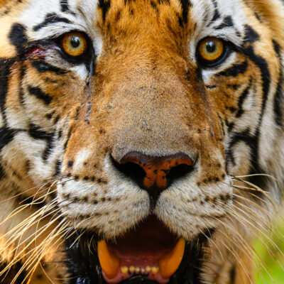 A male tiger's face fills the frame, looking directly at the camera with mouth slightly open, showing amber eyes and white facial markings against a blurred green background.