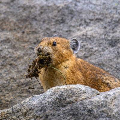 A small brown pika holds dried plant material in its mouth while standing on rocky alpine terrain with a gray stone backdrop.