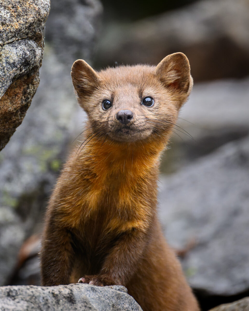 Martes caurina (Pacific Marten) hunting in Pierce