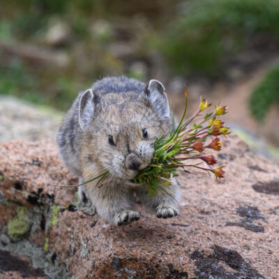 A small gray and white pika stands on rocky ground holding a bundle of yellow and red alpine flowers in its mouth.