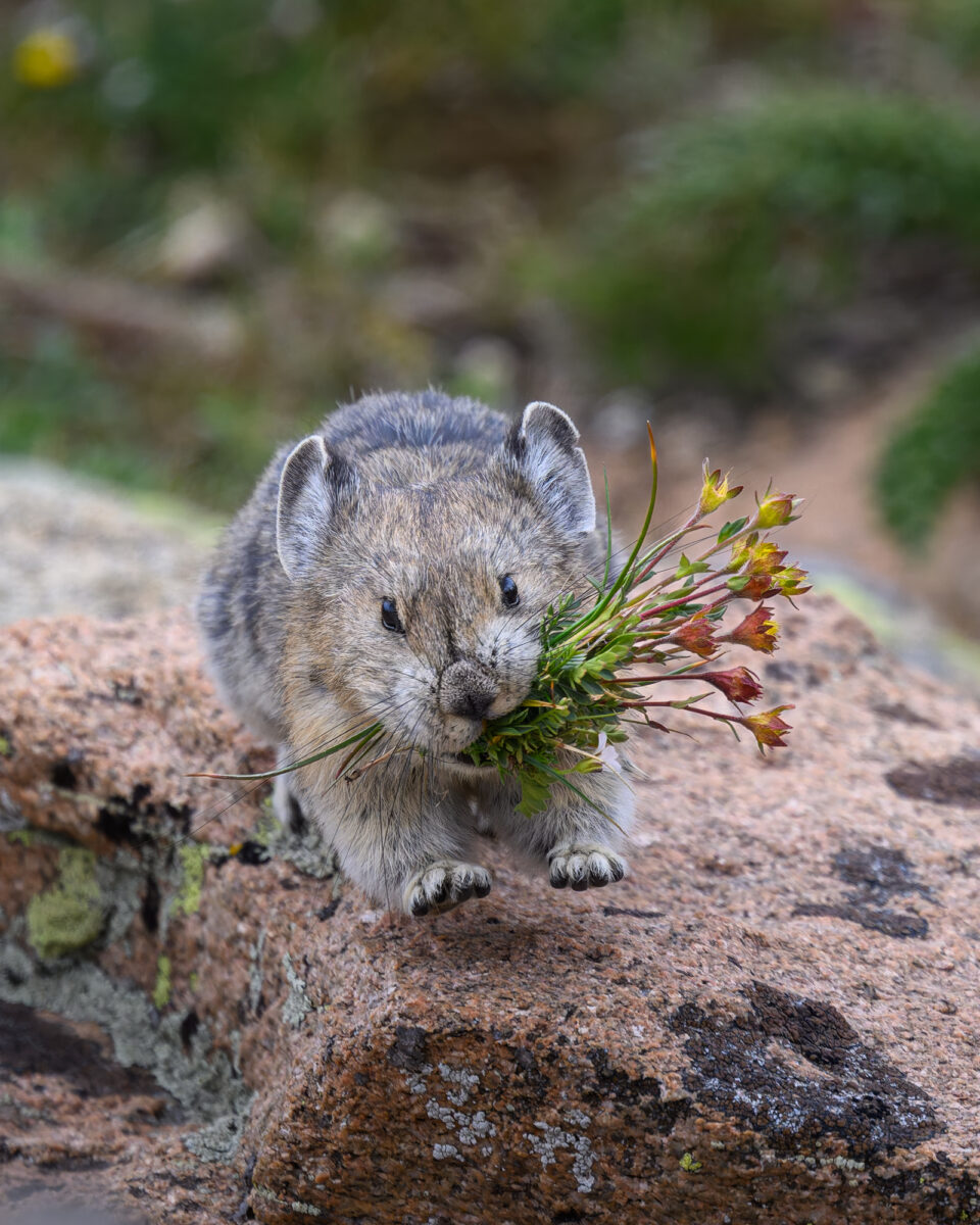 A small gray and white pika stands on rocky ground holding a bundle of yellow and red alpine flowers in its mouth.