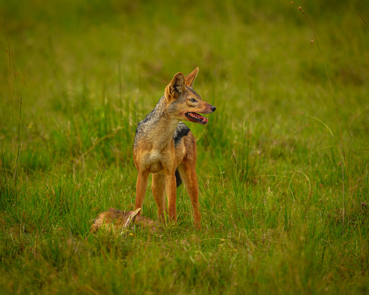 A lean canine with reddish-brown fur and a dark stripe along its back stands in tall green grass with its mouth open, appearing to call out.