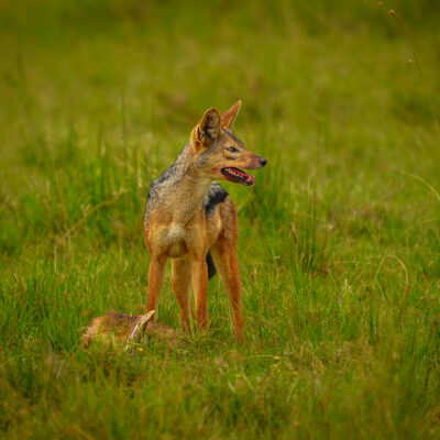 A lean canine with reddish-brown fur and a dark stripe along its back stands in tall green grass with its mouth open, appearing to call out.