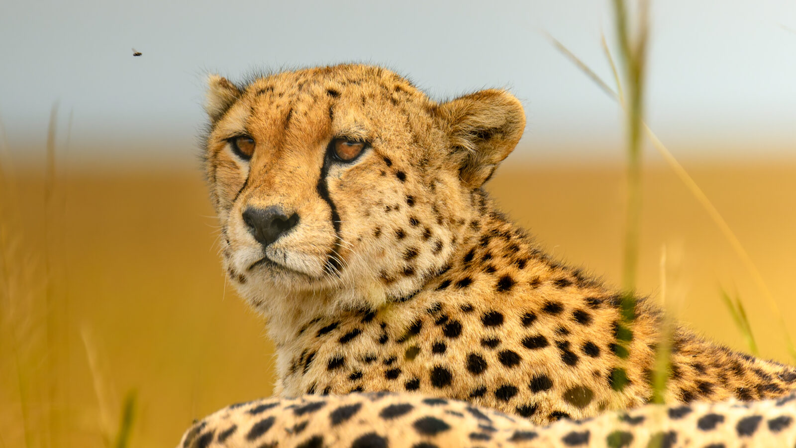 A cheetah rests in grassland, looking toward the camera with grass visible in the foreground and background.