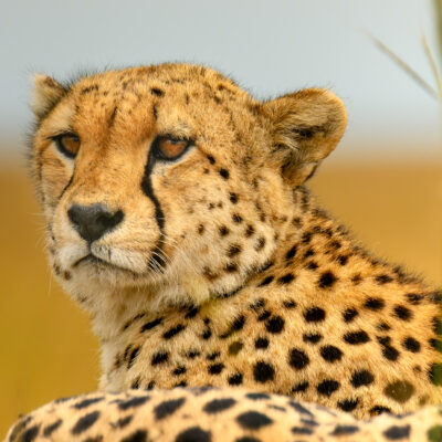 A cheetah rests in grassland, looking toward the camera with grass visible in the foreground and background.