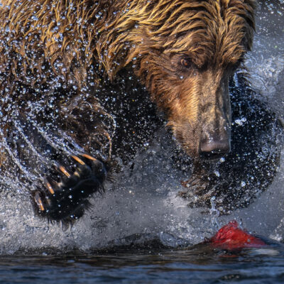 A brown grizzly bear charges through shallow water with water splashing around it, pursuing salmon in a stream.