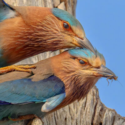 Two Indian Rollers with turquoise and rufous plumage perch together on a wooden branch against a clear blue sky, the lower bird holding an insect in its bill.