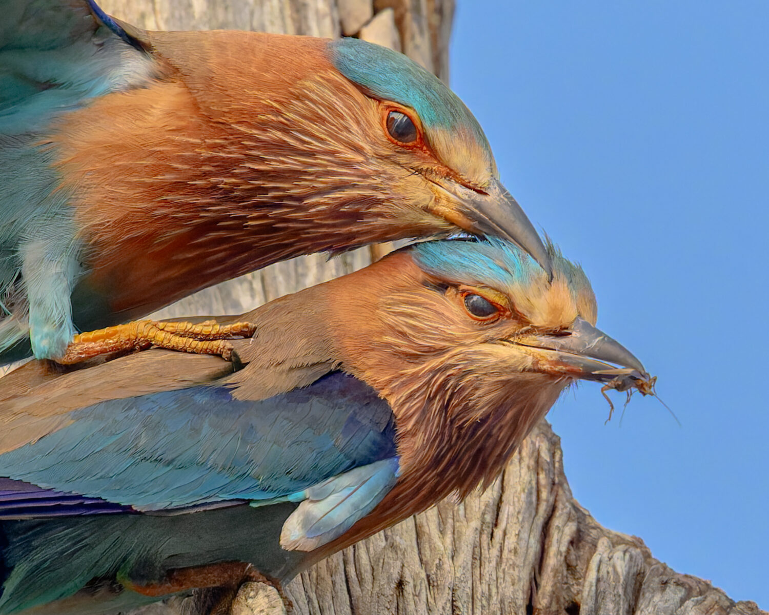 Two Indian Rollers with turquoise and rufous plumage perch together on a wooden branch against a clear blue sky, the lower bird holding an insect in its bill.