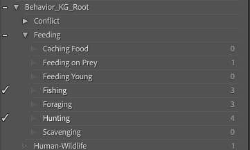 Lightroom keyword panel showing behavior taxonomy hierarchy