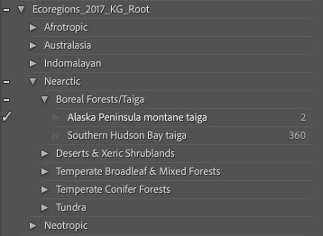 Lightroom keyword panel showing biogeography taxonomy hierarchy
