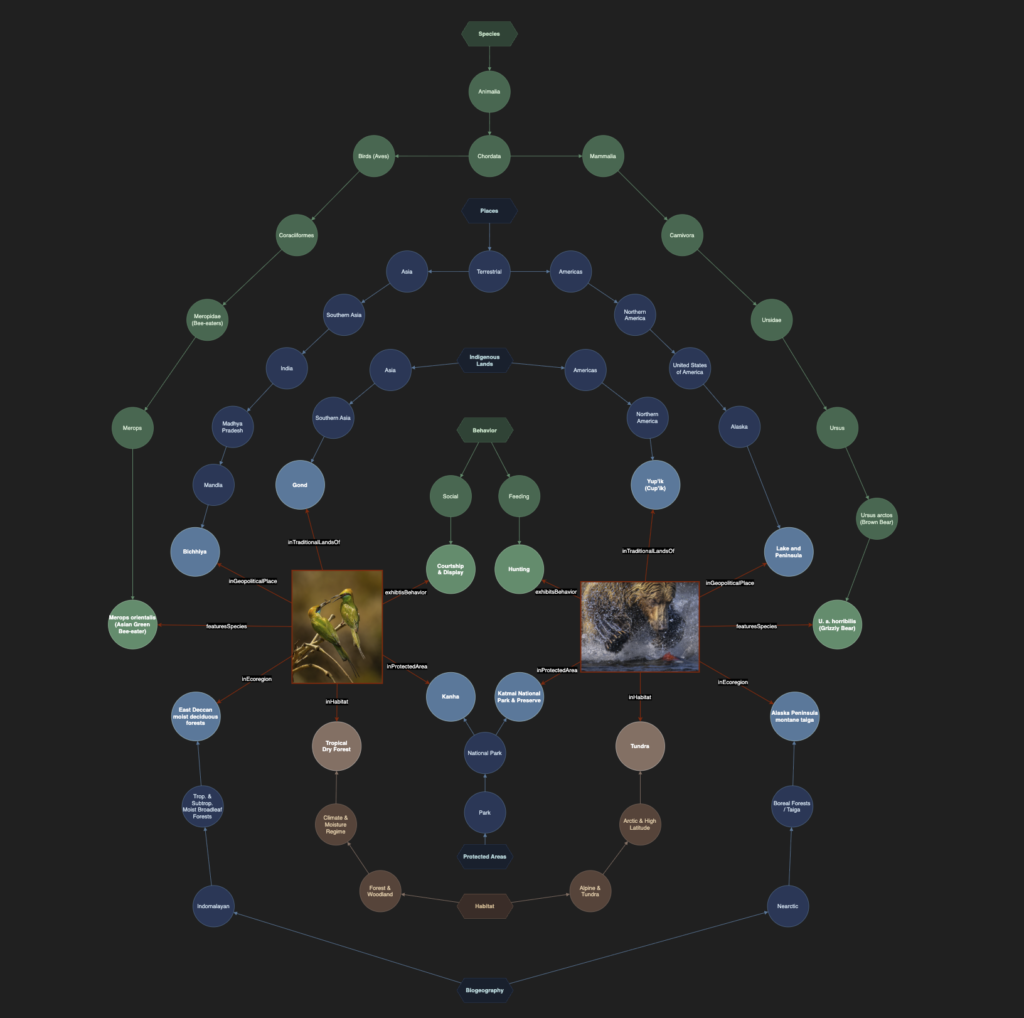 Knowledge graph diagram showing two photographs connected to taxonomy leaf nodes across multiple independent hierarchies