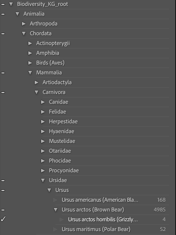 Lightroom keyword panel showing species taxonomy hierarchy