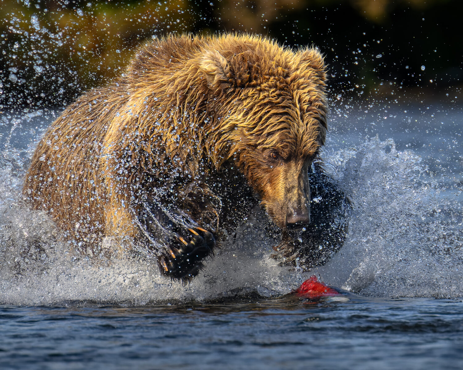 Ursus arctos horribilis (Grizzly Bear) fishing in Lake and Peninsula