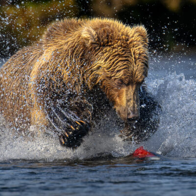 Ursus arctos horribilis (Grizzly Bear) fishing in Lake and Peninsula