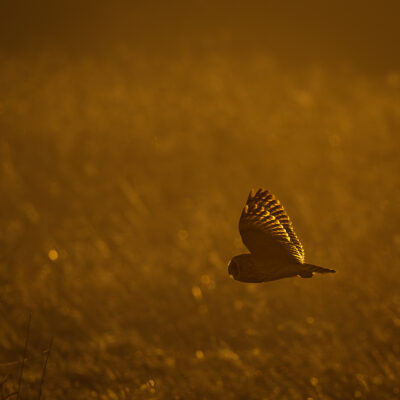 Asio flammeus (Short-eared Owl) flying (in flight)