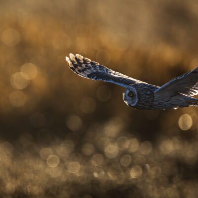 A dark owl with blue-gray wings and distinctive facial disc flies low over golden grassland in winter, wings outstretched in hunting flight.