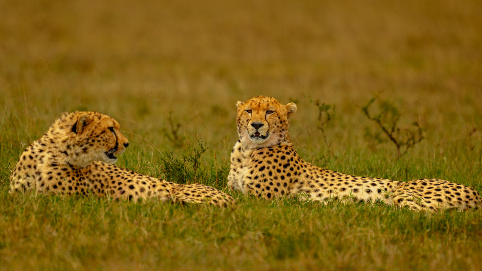 Two cheetahs lying in grass in the Masai Mara, both resting with their heads up and eyes open, watching their surroundings.