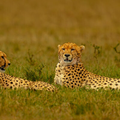 Two cheetahs lying in grass in the Masai Mara, both resting with their heads up and eyes open, watching their surroundings.