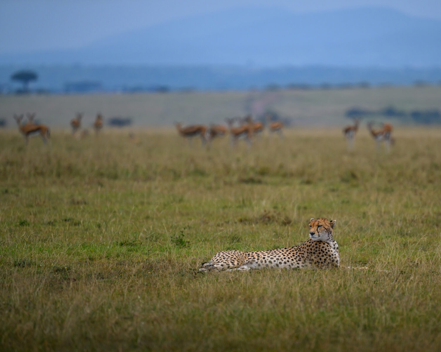 Acinonyx jubatus (Cheetah) resting in Siana